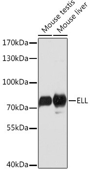 ELL Antibody in Western Blot (WB)