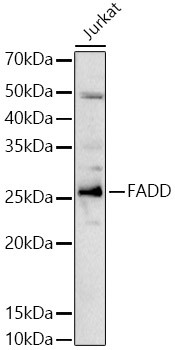 FADD Antibody in Western Blot (WB)
