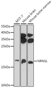 NRN1L Antibody in Western Blot (WB)