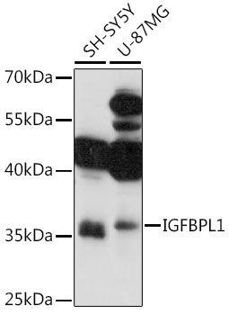 IGFBPL1 Antibody in Western Blot (WB)