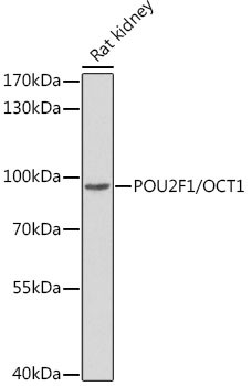 OCT1 (POU2F1) Antibody in Western Blot (WB)