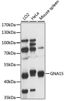 GNA15 Antibody in Western Blot (WB)