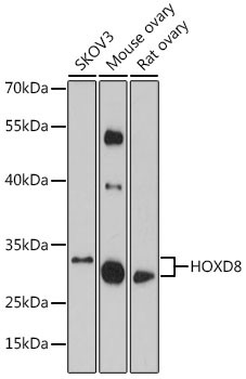 HOXD8 Antibody in Western Blot (WB)