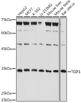 TGIF Antibody in Western Blot (WB)