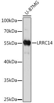 LRRC14 Antibody in Western Blot (WB)