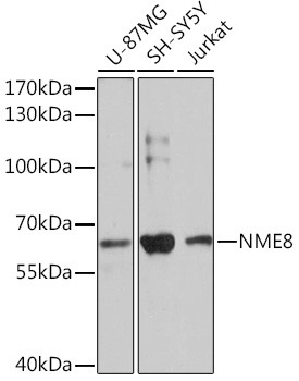 TXNDC3 Antibody in Western Blot (WB)