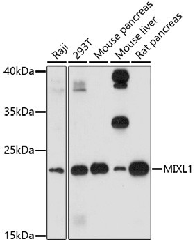 MIXL1 Antibody in Western Blot (WB)