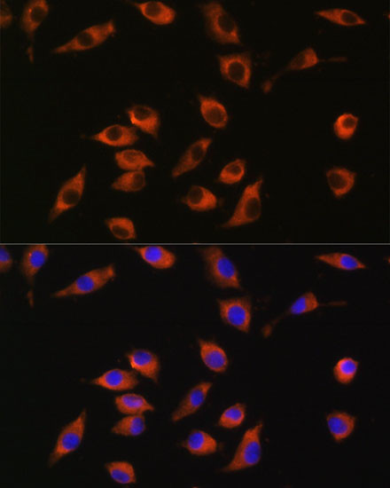 SYT12 Antibody in Immunocytochemistry (ICC/IF)