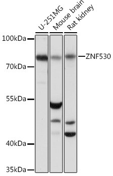 ZNF530 Antibody in Western Blot (WB)