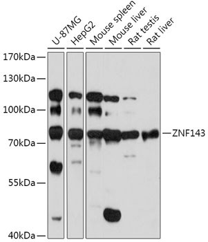 ZNF143 Antibody in Western Blot (WB)