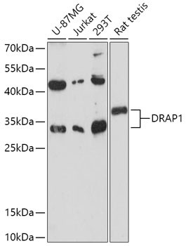 DRAP1 Antibody in Western Blot (WB)