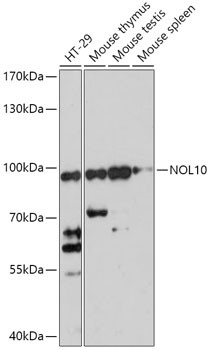 NOL10 Antibody in Western Blot (WB)
