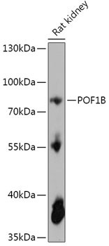 POF1B Antibody in Western Blot (WB)