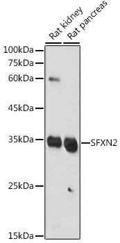 SFXN2 Antibody in Western Blot (WB)