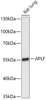 APLF Antibody in Western Blot (WB)