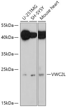 VWC2L Antibody in Western Blot (WB)