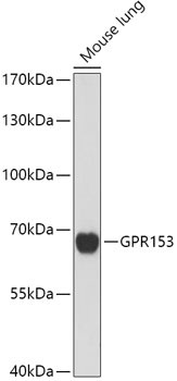 GPR153 Antibody in Western Blot (WB)