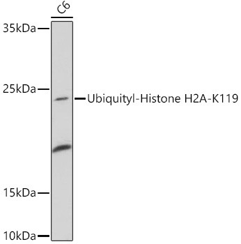 H2AK119ub Antibody in Western Blot (WB)