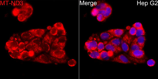 MT-ND3 Antibody in Immunocytochemistry (ICC/IF)