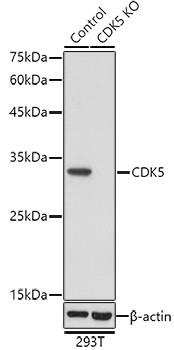 CDK5 Antibody in Western Blot (WB)