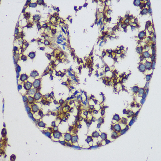 TEX101 Antibody in Immunohistochemistry (Paraffin) (IHC (P))