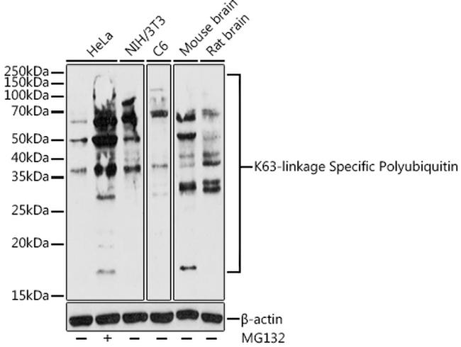 Ub-K63 Polyclonal Antibody (PA5-120617)