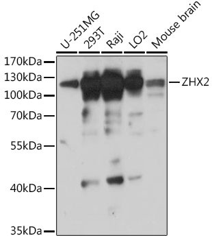 ZHX2 Antibody in Western Blot (WB)