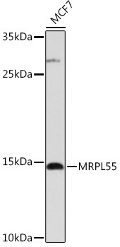 MRPL55 Antibody in Western Blot (WB)