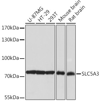 SLC5A3 Antibody in Western Blot (WB)
