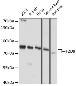 FZD8 Antibody in Western Blot (WB)