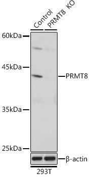 PRMT8 Antibody in Western Blot (WB)