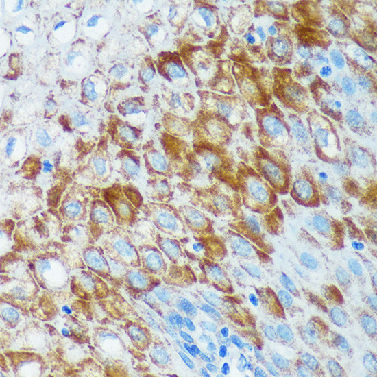IER5 Antibody in Immunohistochemistry (Paraffin) (IHC (P))