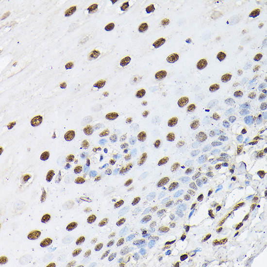 Histone H1T Antibody in Immunohistochemistry (Paraffin) (IHC (P))