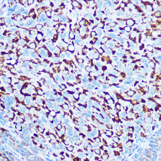 Caspase 1 Antibody in Immunohistochemistry (Paraffin) (IHC (P))