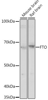 FTO Antibody in Western Blot (WB)
