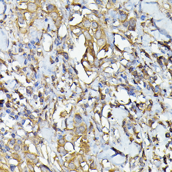 Caspase 4 Antibody in Immunohistochemistry (Paraffin) (IHC (P))