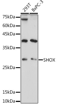 SHOX Antibody in Western Blot (WB)