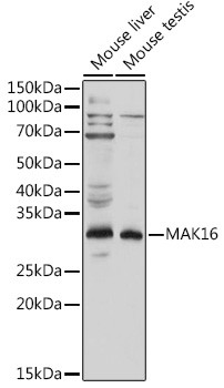 MAK16 Antibody in Western Blot (WB)