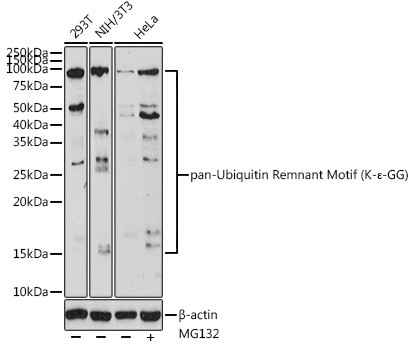 Ubiquitin Remnant Motif (K-Epsilon-GG) Antibody in Western Blot (WB)
