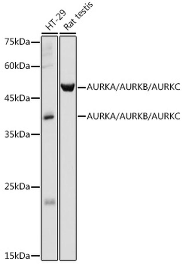 Aurora A/B/C Antibody in Western Blot (WB)