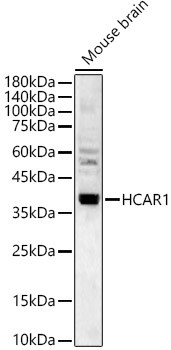 GPR81 Antibody in Western Blot (WB)