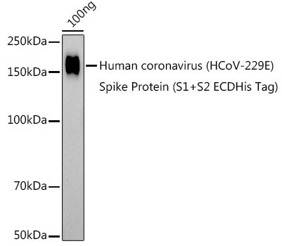 HCoV-229E Spike S1 Antibody in Western Blot (WB)
