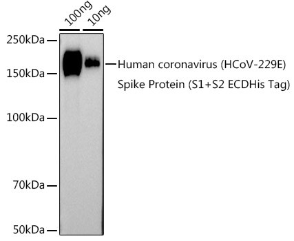 HCoV-229E Spike S2 Antibody in Western Blot (WB)