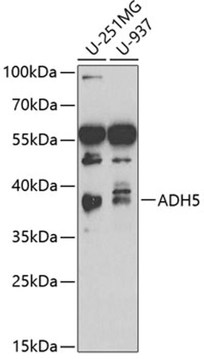 ADH5 Antibody in Western Blot (WB)