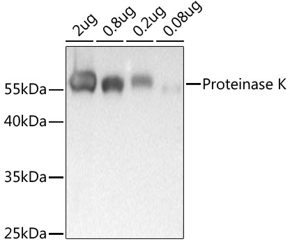 Proteinase K Antibody in Western Blot (WB)