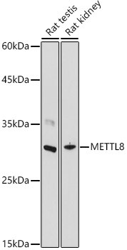 METTL8 Antibody in Western Blot (WB)