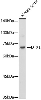 DTX1 Antibody in Western Blot (WB)
