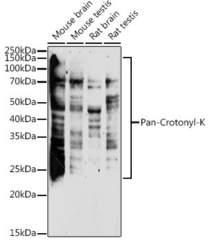 Crotonylated Lysine Antibody in Western Blot (WB)
