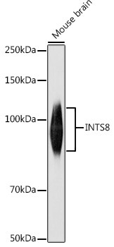 INTS8 Antibody in Western Blot (WB)