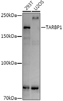 TRBP1 Antibody in Western Blot (WB)